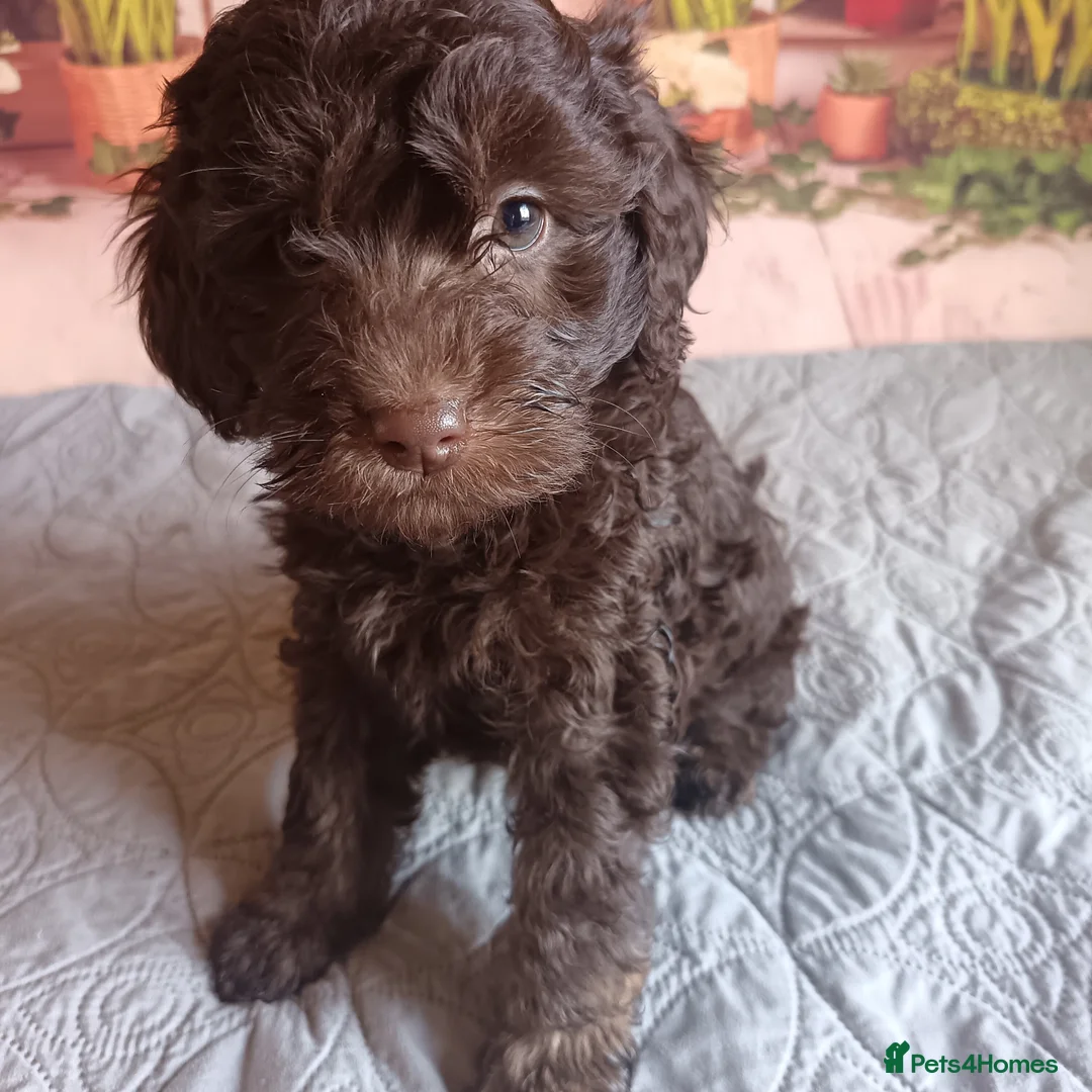 Australian Labradoodle dogs for sale: FULLY HEALTH TESTED CHOCOLATE BOX  **  BABIES🌈  in Boston - Advert 10