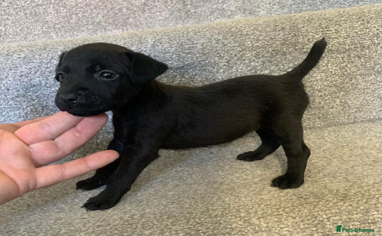 Patterdale Terrier dogs - Advert 1