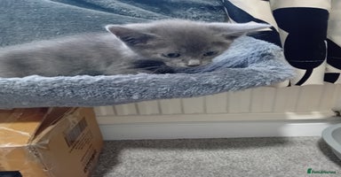 Mixed Breed cats - Advert 6