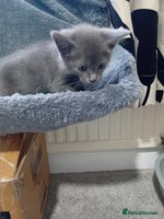 Mixed Breed cats - Advert 5