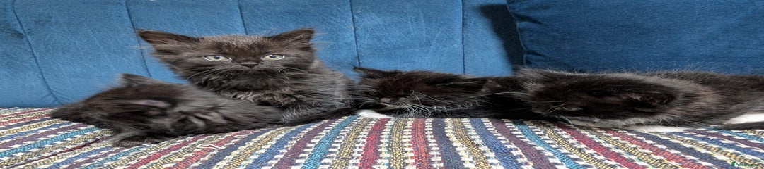 Ragdoll Kitten 6