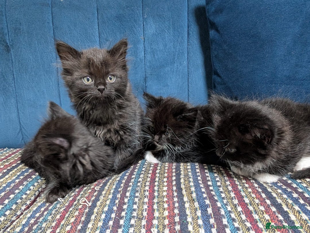 Ragdoll cats for sale: Ragdoll X ready to go! - Image 13