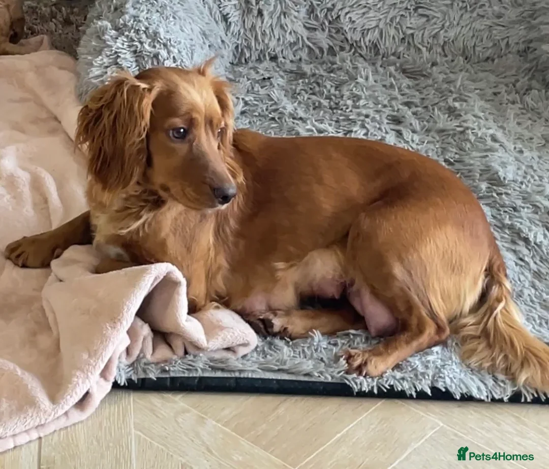 Cockapoo dogs for sale: 5⭐️ Red F1 cockapoo pups. Clear genetics in Cardiff - Advert 1
