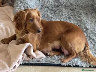 Cockapoo dogs 5⭐️ Red F1 cockapoo pups. Clear genetics in Cardiff - Advert 13