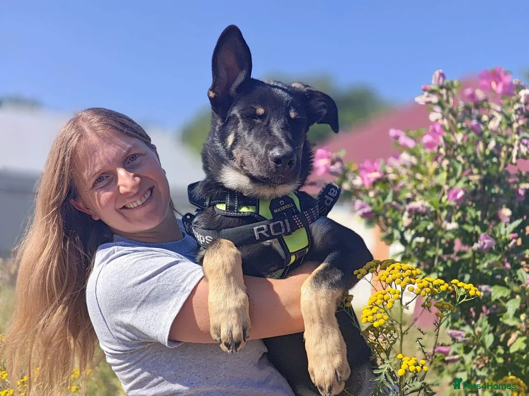 Mixed Breed dogs for adoption: 💙🐶 TOBIK – THE BEST PUPPY I EVER MET - Advert 2