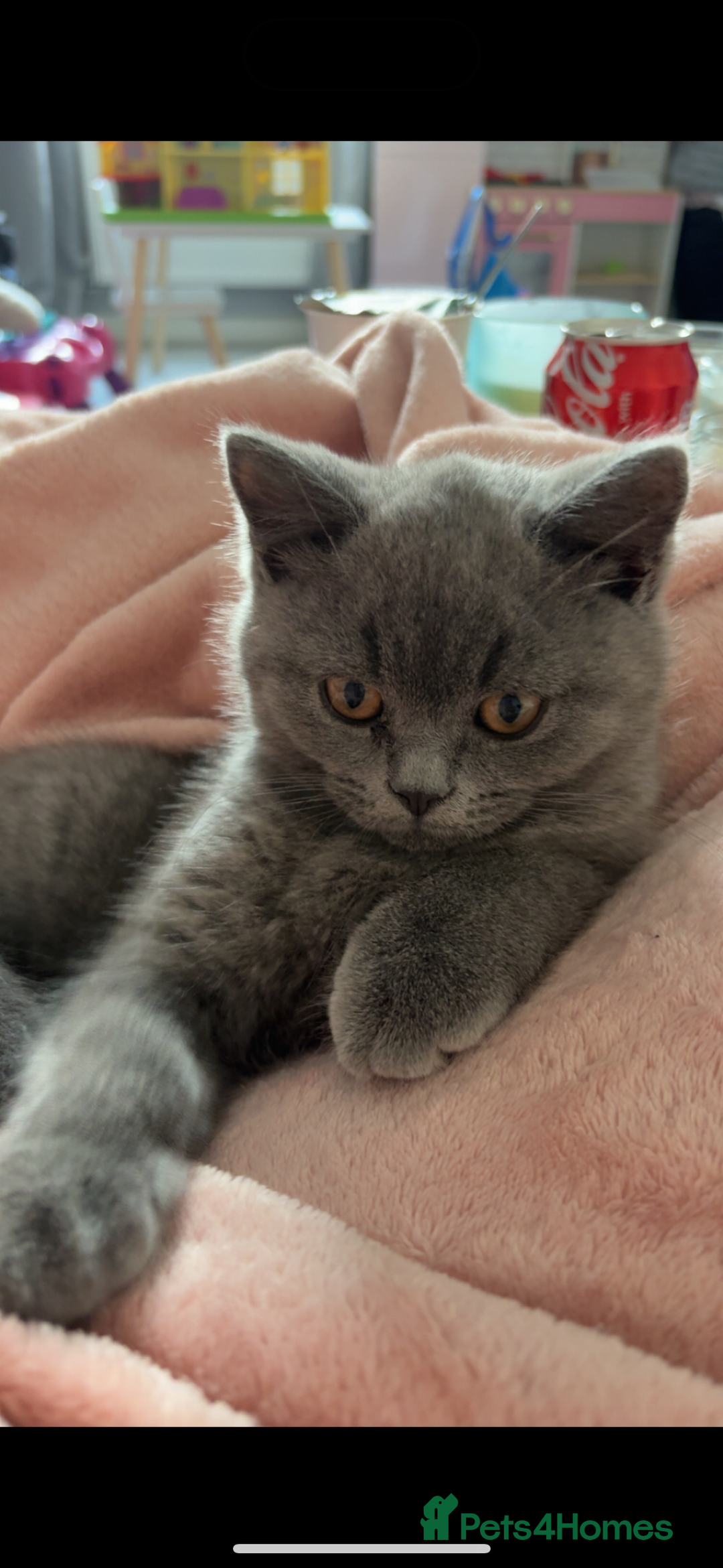 British Shorthair cats for sale: Meet stitch!  - Image 1