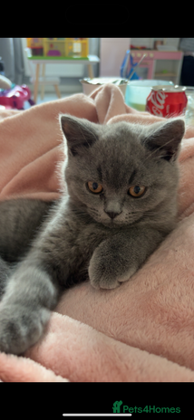 British Shorthair cats - Advert 1