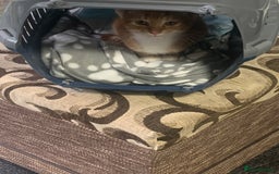 Mixed Breed cats for sale: Bengal kitten needing home ASAP - Image 3