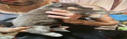 Shepsky dogs for sale: 9 shepsky puppies  - Advert 22