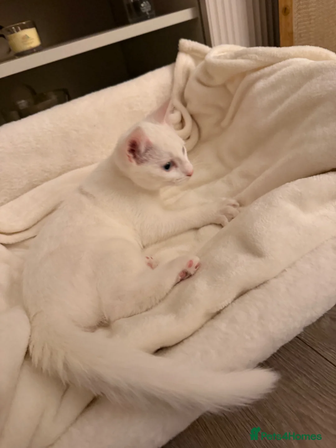 Mixed Breed cats for sale: 12 week kitten for sale - Advert 2