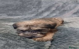 Soft Coated Wheaten Terrier dogs for sale: Beautiful Wheaten Terrier Puppies  - Image 10