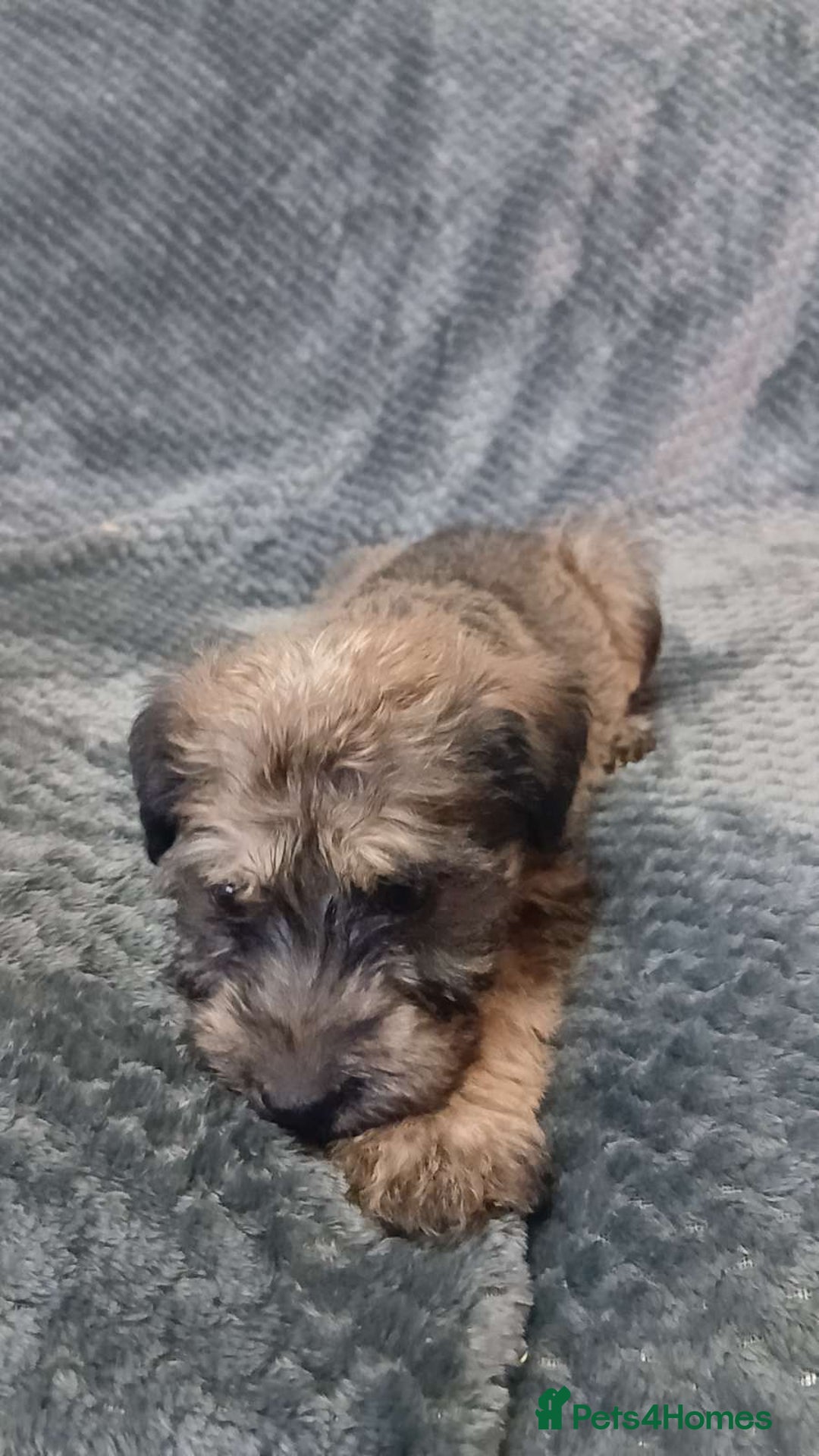 Soft Coated Wheaten Terrier dogs for sale: Beautiful Wheaten Terrier Puppies  - Image 10