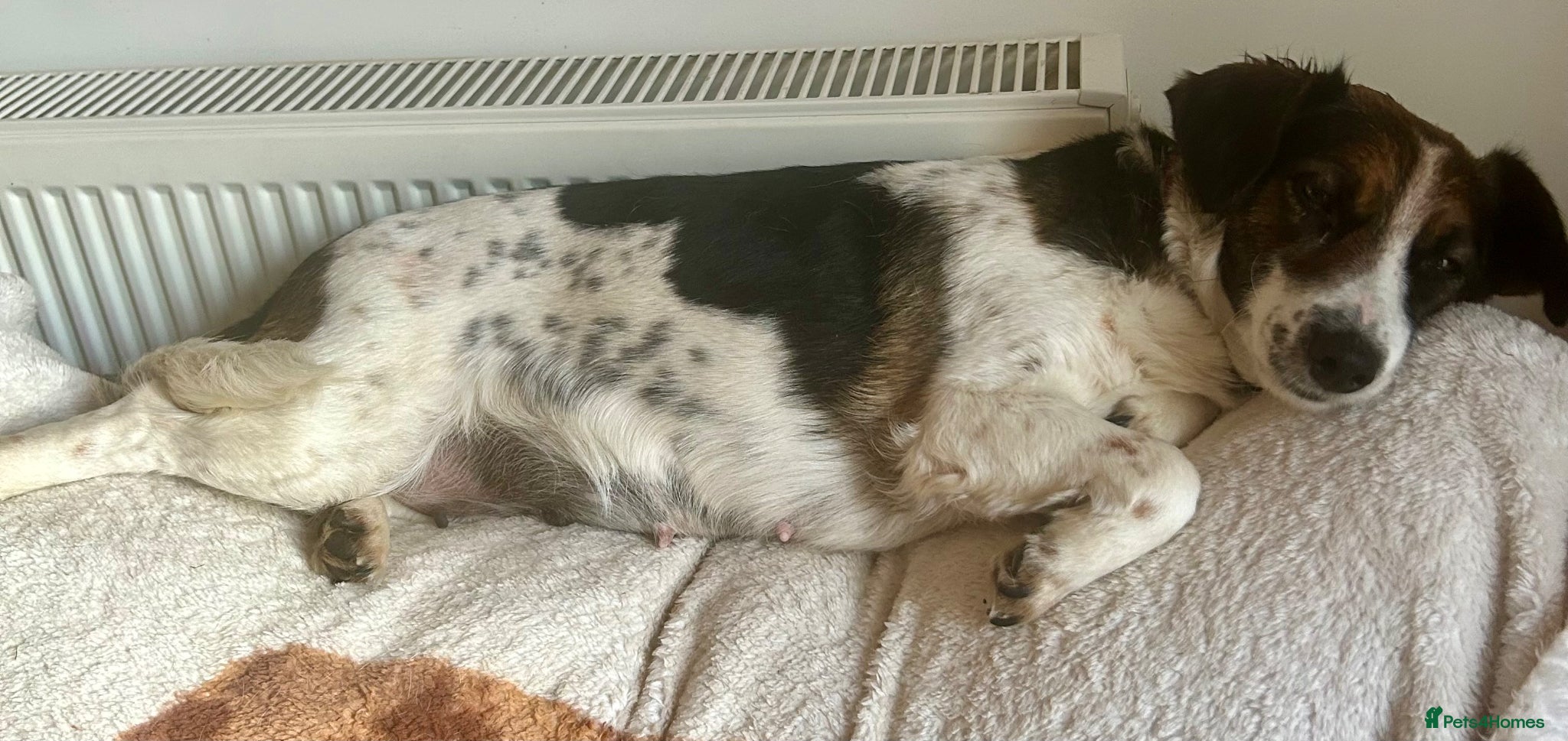 Mixed Breed dogs Maisie is looking for her new home - Advert 1