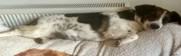 Mixed Breed dogs for sale: Maisie is looking for her new home - Advert 1