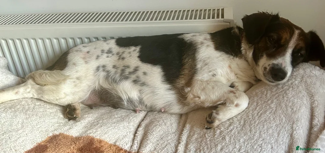 Mixed Breed dogs for sale: Maisie is looking for her new home - Advert 1