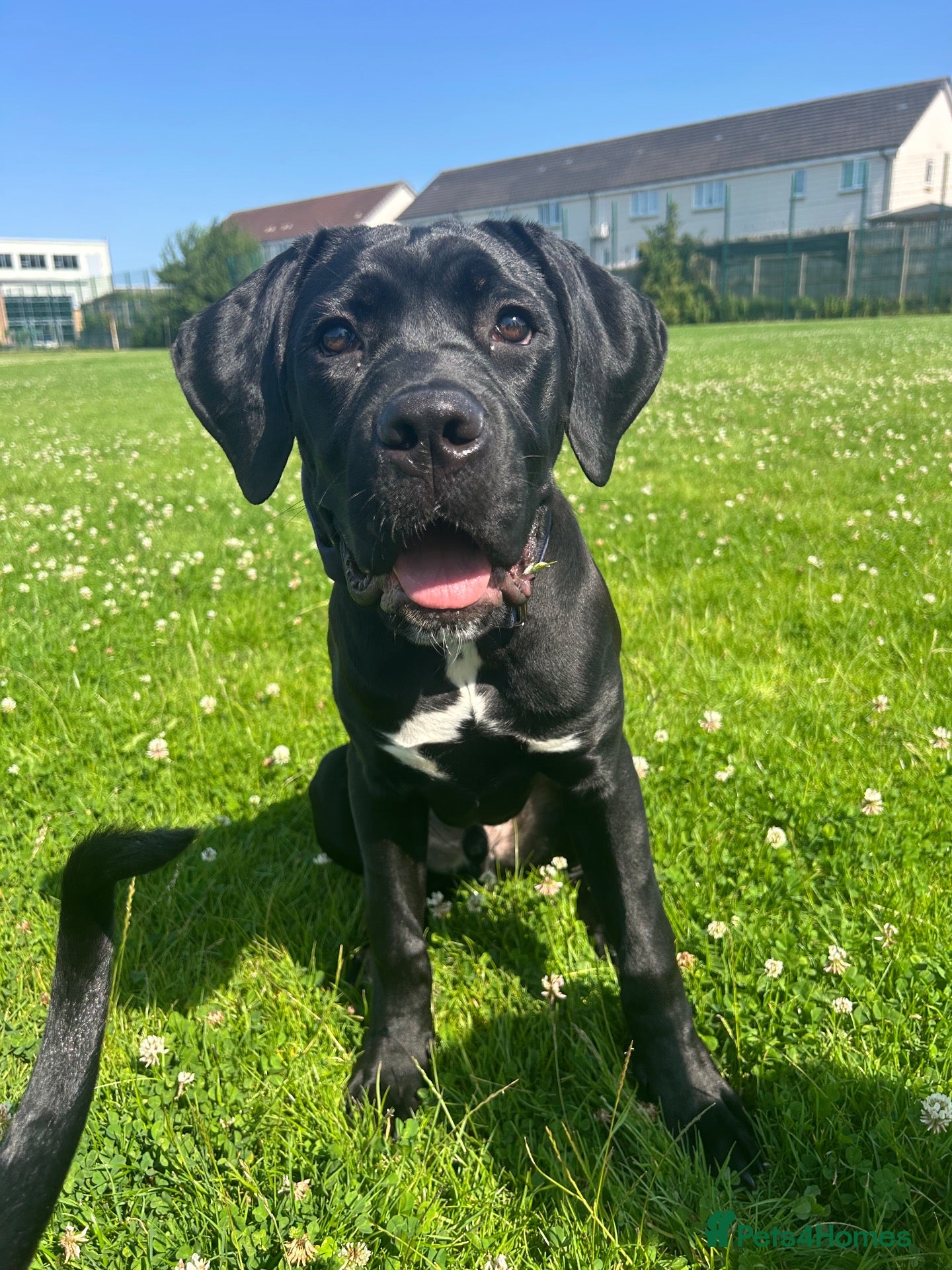 Cane Corso dogs Cane Corso Puppy - Advert 6