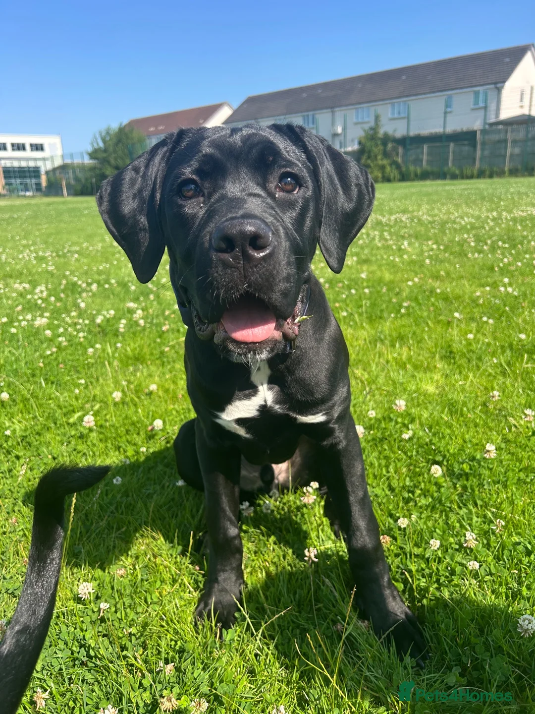 Cane Corso dogs for sale: Cane Corso Puppy - Advert 1