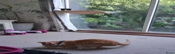 British Shorthair cats for sale: Neutured male orange rescue cat - Advert 4