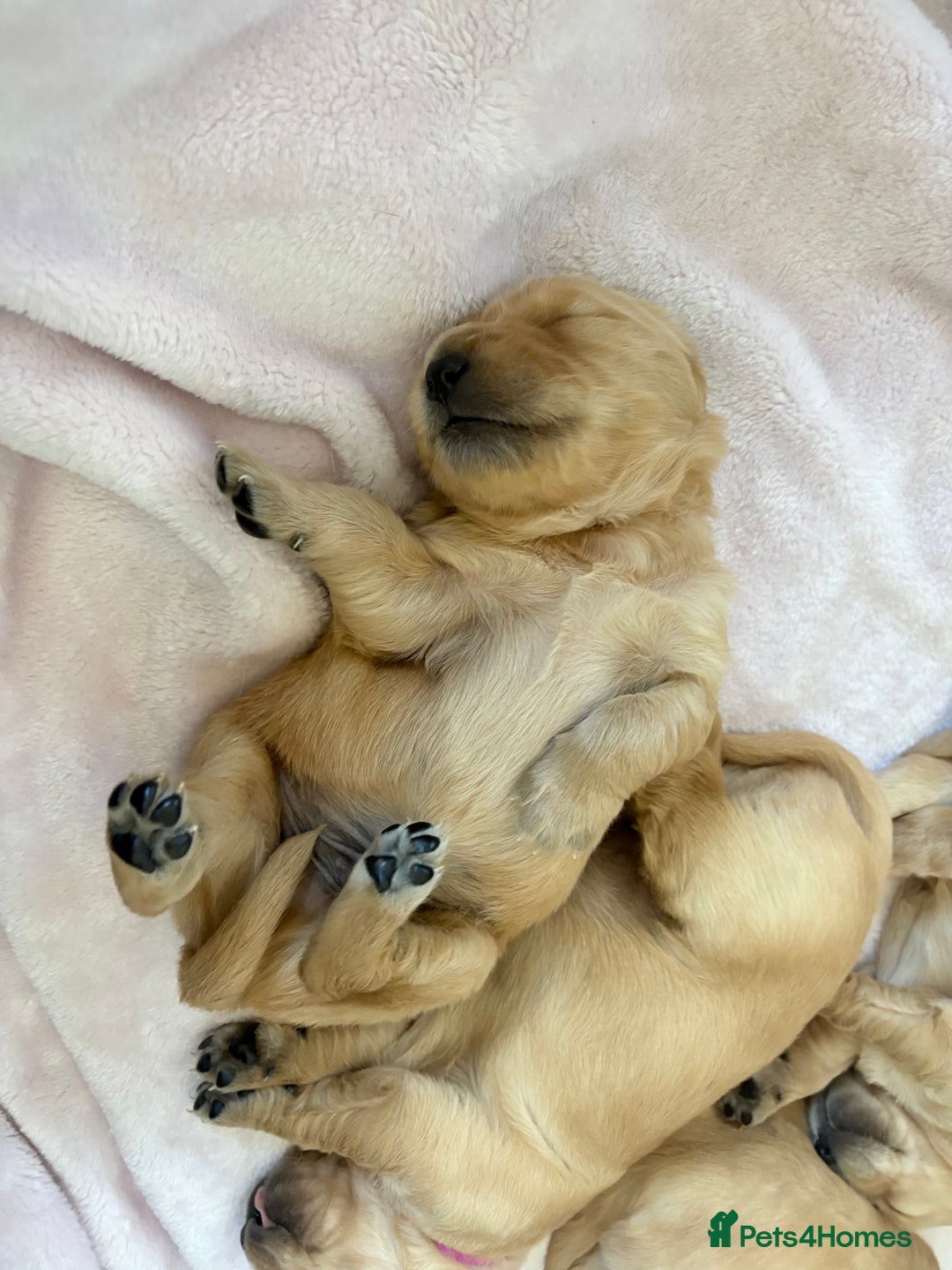 Golden Retriever dogs for sale: 5 gorgeous goldens left! - Image 18
