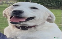 Labrador Retriever dogs for sale: Beautiful KC pure pedigree Labrador puppies - Image 2