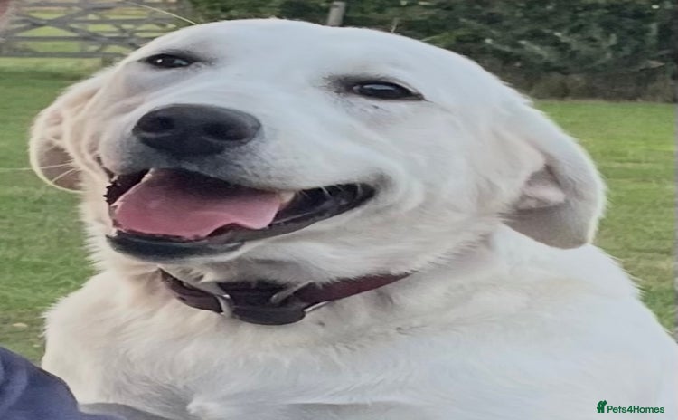 Labrador Retriever dogs - Advert 9