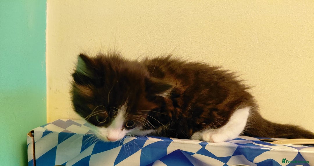 Mixed Breed cats for sale: What you can write about kittens?)Amazing and kind - Advert 4