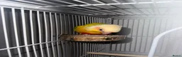 Conures birds for sale: Suncheek Conure Female - Advert 5