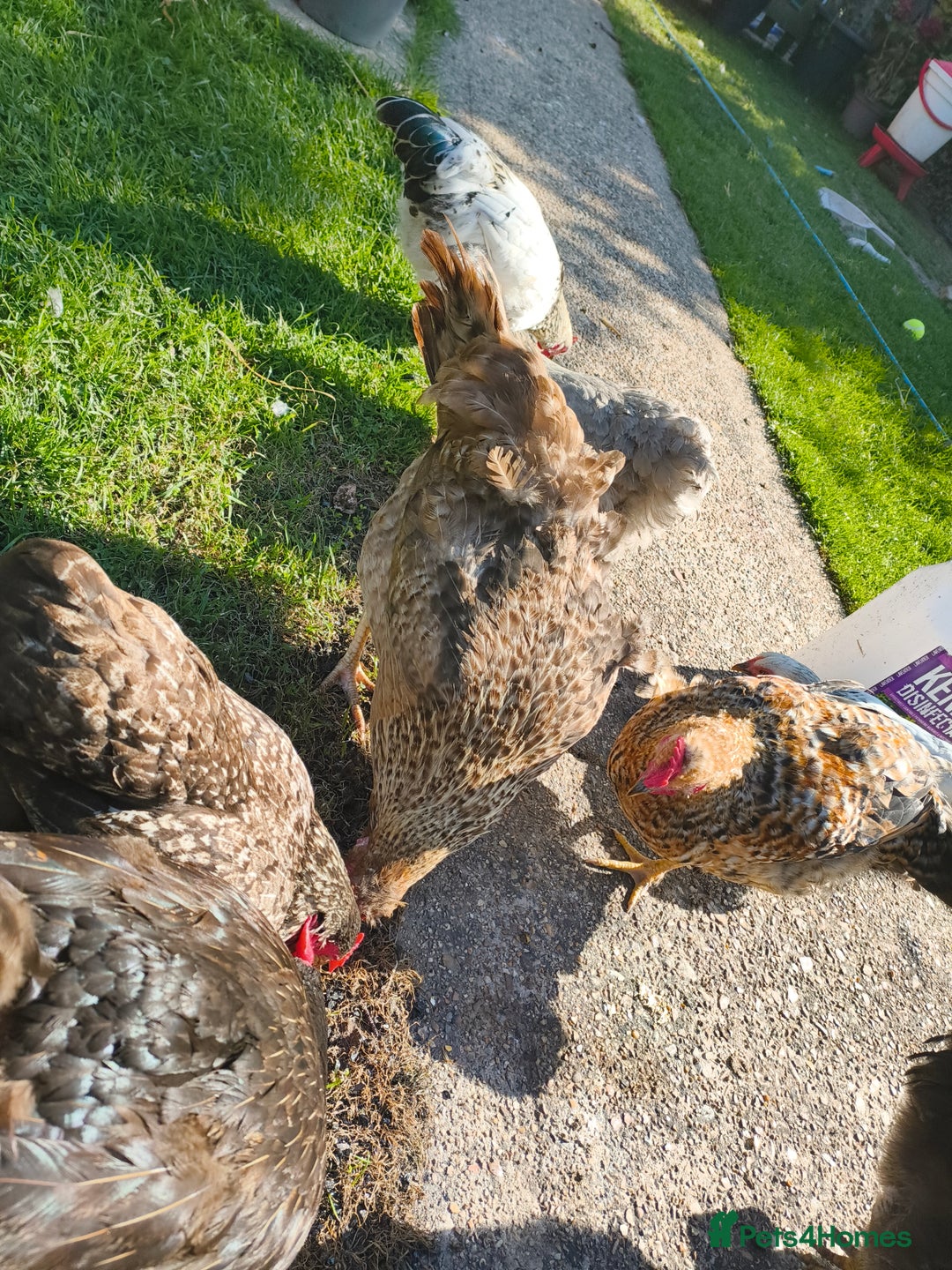 Chickens poultry for sale: 7 Chickens and young chickens for sale  - Image 12
