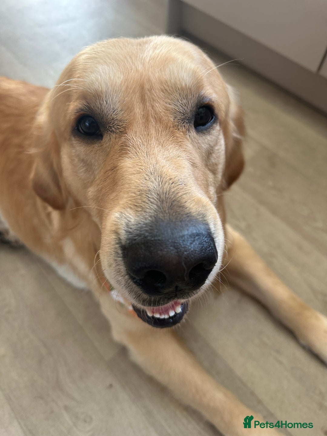 Golden Retriever dogs for sale: Bailey, Golden Retriever Male Just turned 2 - Image 5