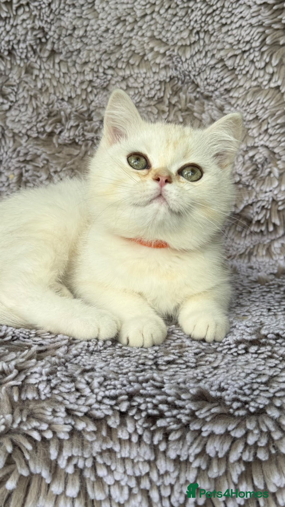 British Shorthair cats GCCF Gorgeous British Shorthair kittens  - Advert 12