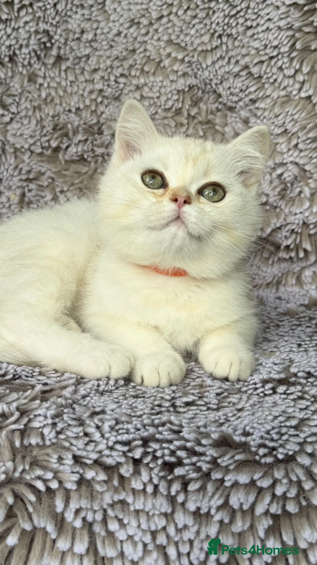 British Shorthair cats for sale: GCCF Gorgeous British Shorthair kittens  - Advert 2