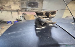 Ragcoon cats for sale: cats  - Image 5