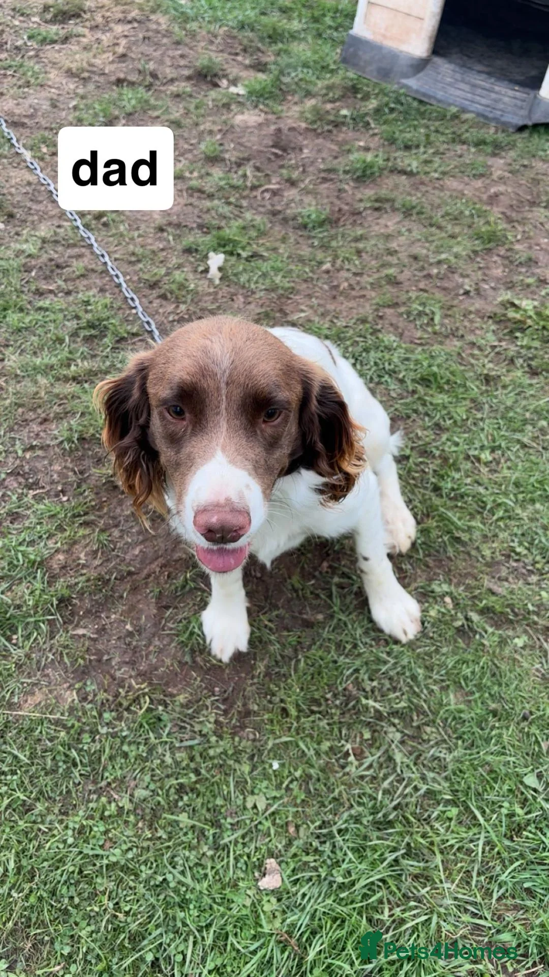 English Springer Spaniel dogs for sale: English springer spaniel puppies - Advert 15