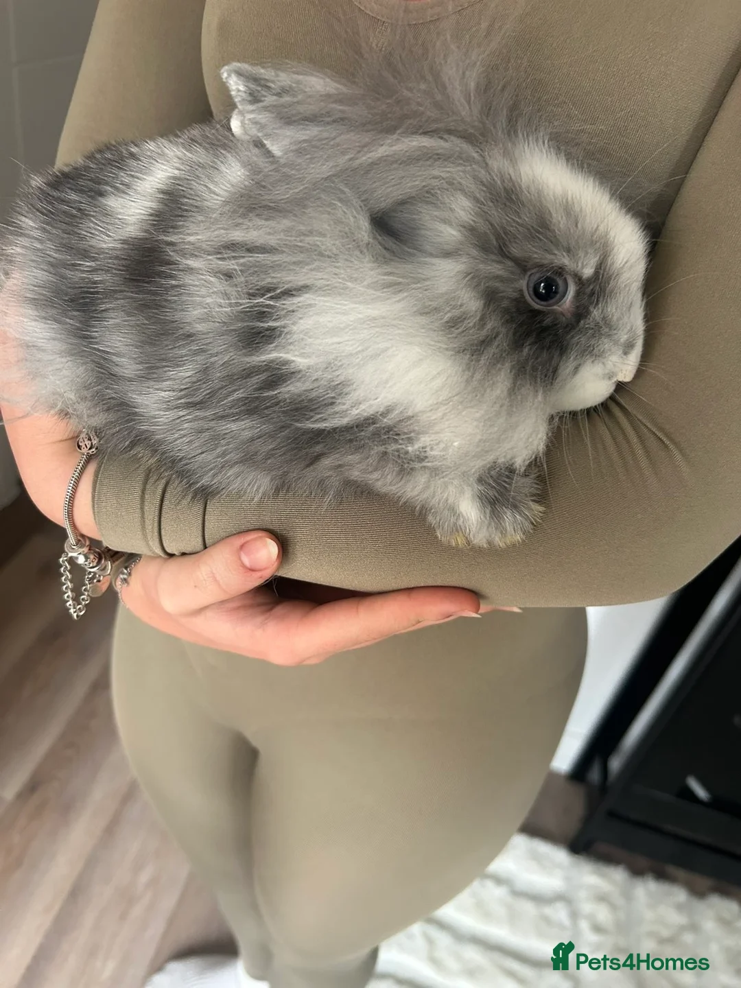 Mixed Breed rabbits for sale: 2 mini lop lion head bunnies  - Advert 7