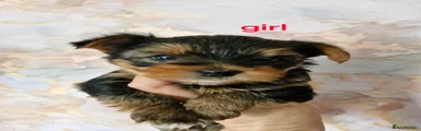 Yorkshire Terrier 2
