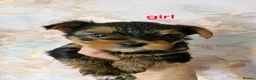 Yorkshire Terrier dogs for sale: 2  girls Yorkshire terrier puppies sale. - Advert 4