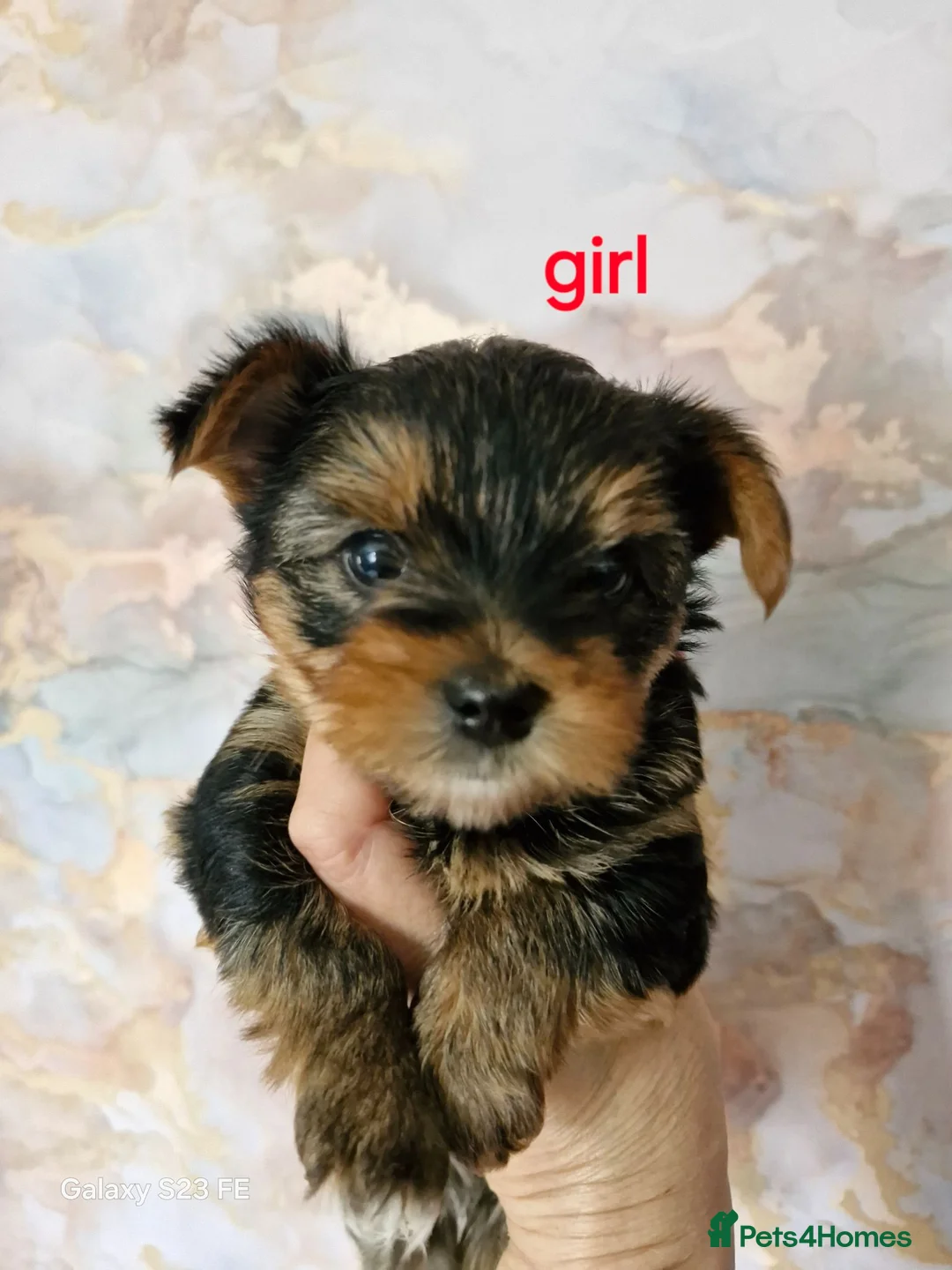 Yorkshire Terrier dogs for sale: 1  girls Yorkshire terrier puppie sale. - Advert 8
