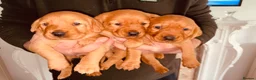Labrador Retriever dogs for sale: ⭐️Labrador retriever puppies⭐️ in Sevenoaks - Advert 4