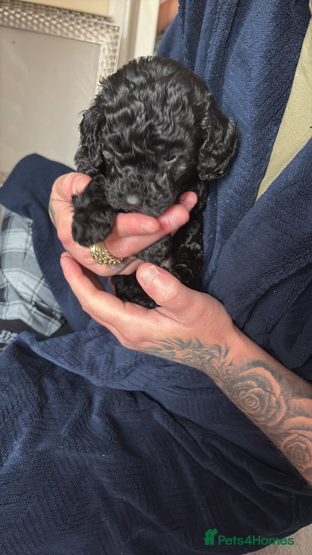 Cockapoo dogs for sale: For sale to beautiful pups  - Image 8