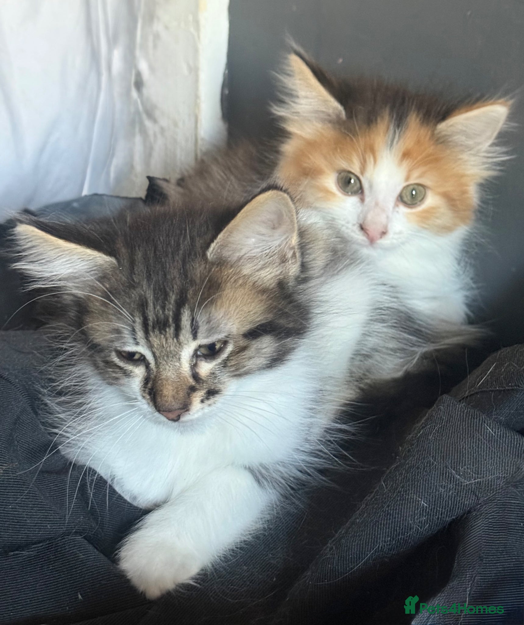 British Longhair cats for sale: adorable British longhair/domestic longhair kitten - Advert 6