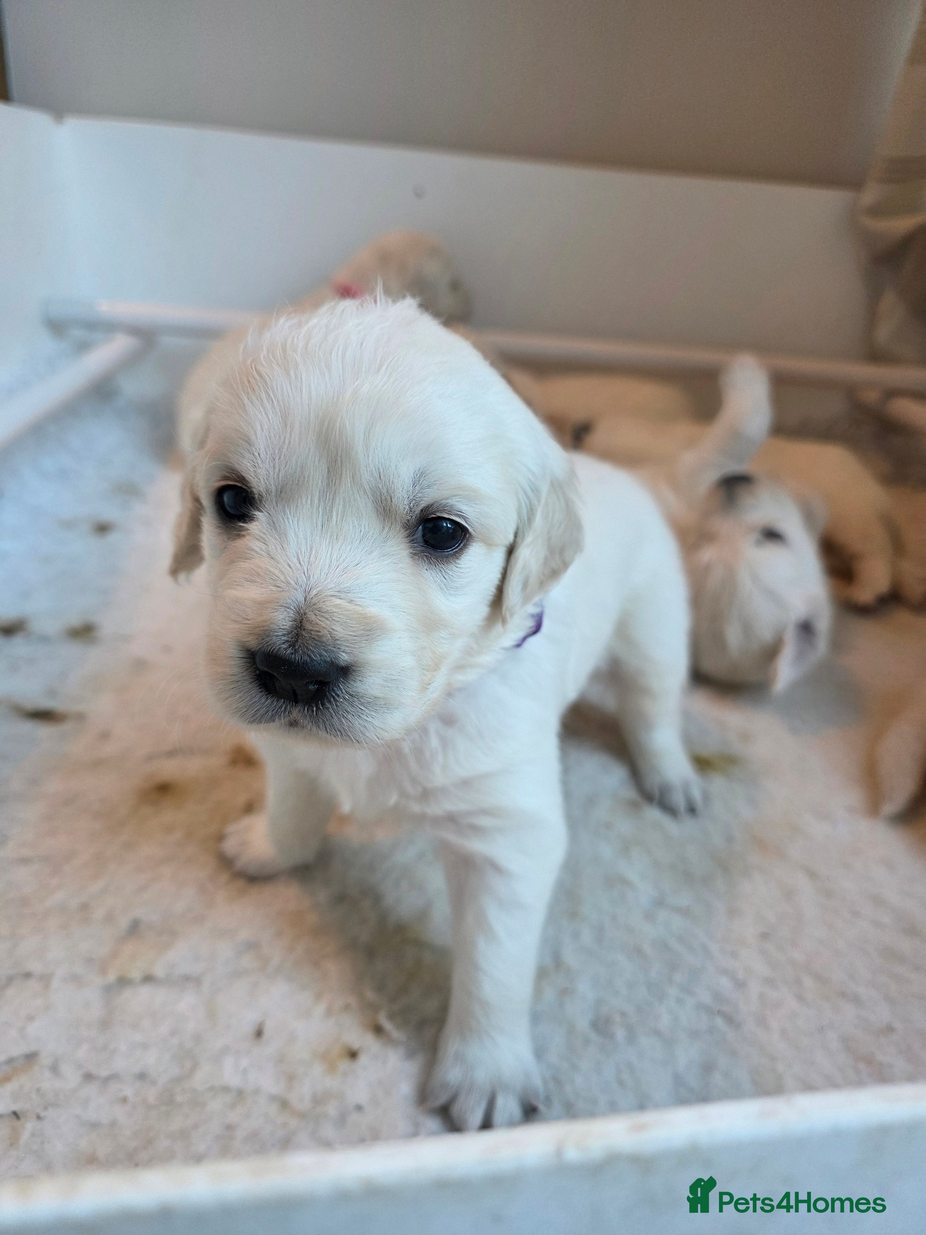 Golden Retriever dogs Fully Health Tested KC Registered Cream Puppies - Advert 2