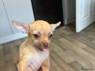 Chihuahua dogs 1 x female chihuahua - Advert 1