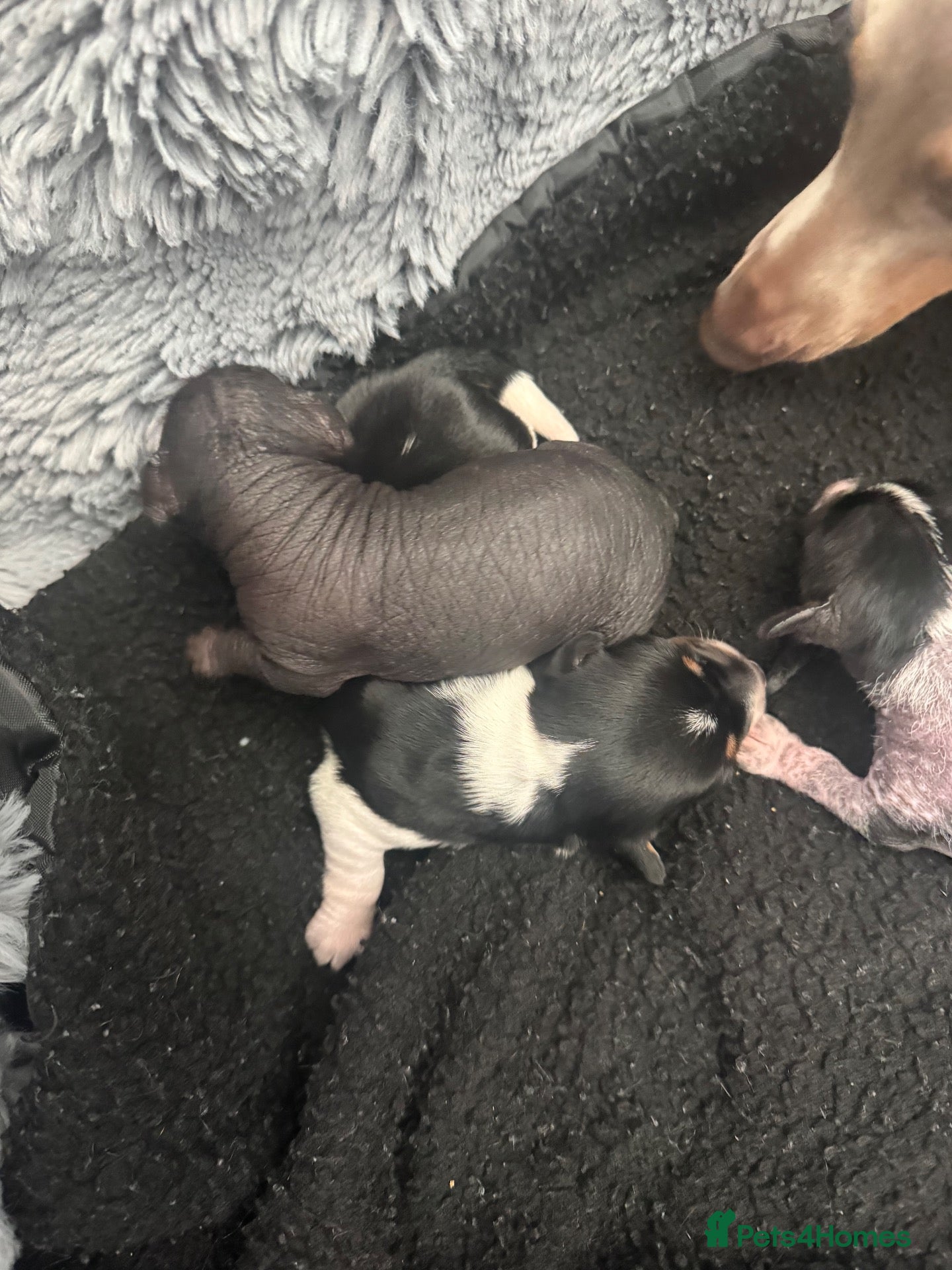 Mixed Breed dogs  Chinese crested  cross dachshund puppies  - Advert 18