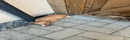 Mixed Breed dogs for sale: Beautiful Whippet/Greyhound Puppies - Advert 2