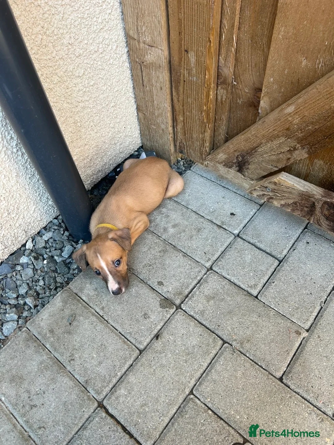 Mixed Breed dogs for sale: Beautiful Whippet/Greyhound Puppies - Advert 2