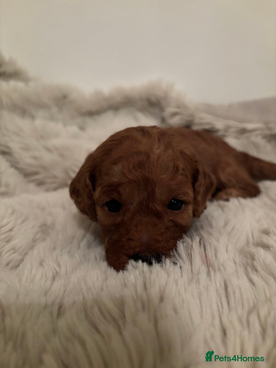 Cavapoo dogs for sale: Extensively health tested F1b Red Cavapoo’s - Advert 2
