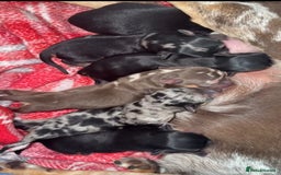 Chihuahua dogs for sale: Stunning black female and black Merle boy  - Image 3