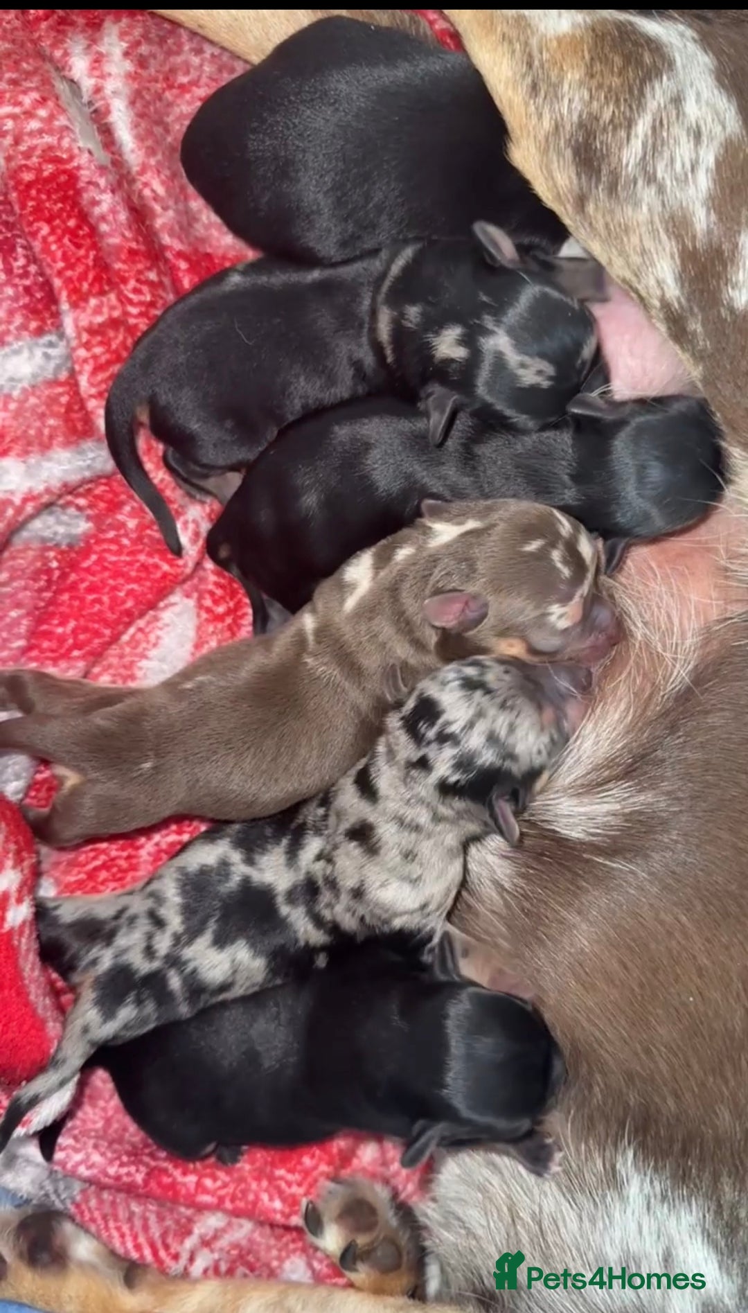 Chihuahua dogs for sale: Stunning black female and black Merle boy  - Image 3