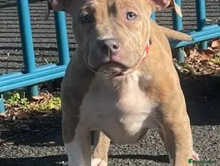 American Bully dogs Pocket bullies Last remaining pup reduced price❤️ - Advert 16
