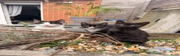 Mixed Breed cats for sale: 6 lovely kittens ready for their new homes - Advert 5